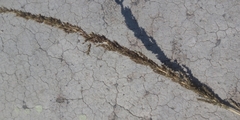Muhlenbergia rigens