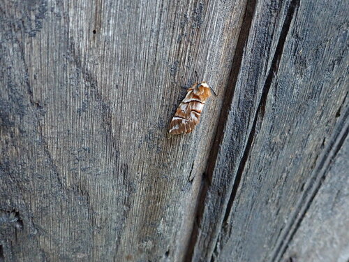Endromis versicolora