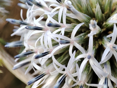 Glandular Globe-thistle