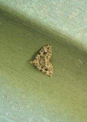 Helastia farinata