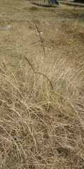 Muhlenbergia rigens