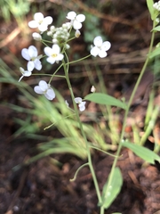 Arabidopsis