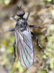 Rhamphomyia