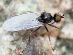 Rhamphomyia
