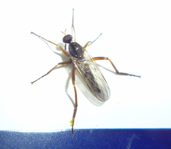 Rhamphomyia
