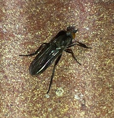 Rhamphomyia