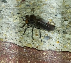 Rhamphomyia