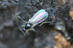 Tachydromiinae