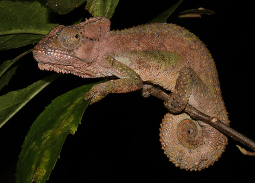 Knysna dwarf chameleon, Bradypodion damaranum