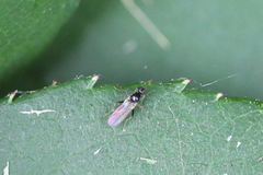 Tachydromiinae