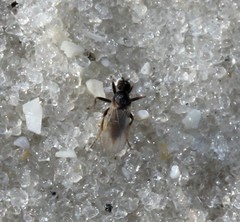 Tachydromiinae