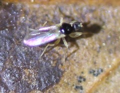 Tachydromiinae