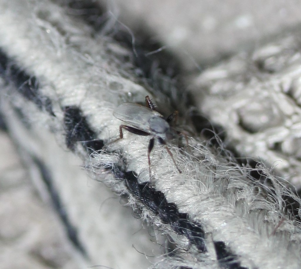 Chersodromia inusitata