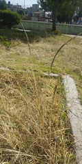 Muhlenbergia rigens
