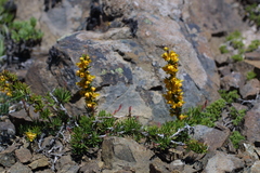 Berberis empetrifolia