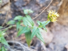 Koanophyllon palmeri