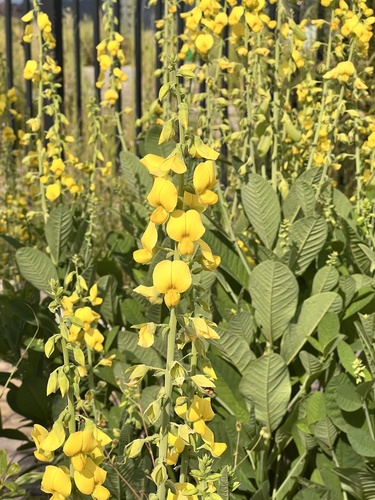 Crotalaria spectabilis iNat (3)