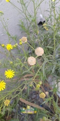 Senecio inaequidens