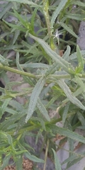 Senecio inaequidens