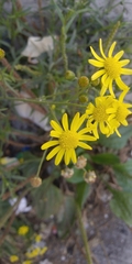Senecio inaequidens