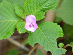 Impatiens sylvicola