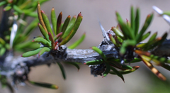 Berberis empetrifolia