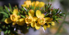 Berberis empetrifolia