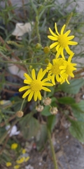 Senecio inaequidens