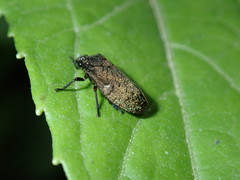 Zulia pubescens