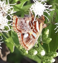 Anteros carausius carausius