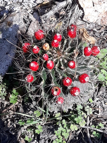 Miniature Barrel Cactus