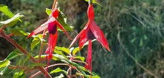 Fuchsia magellanica image