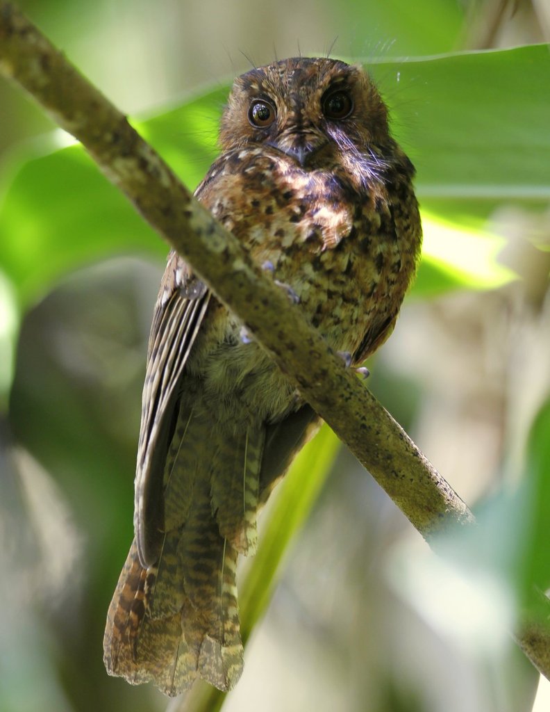 Mountain Owlet-nightjar photo
