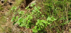 Clinopodium menthifolium subsp. ascendens image