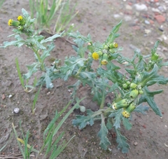Senecio vulgaris