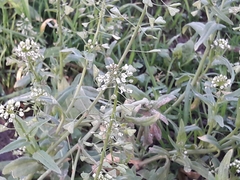 Capsella bursa-pastoris