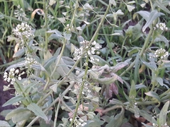 Capsella bursa-pastoris