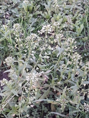 Capsella bursa-pastoris