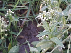 Capsella bursa-pastoris