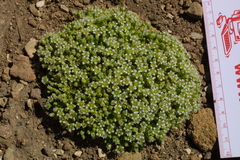 Arenaria serpens
