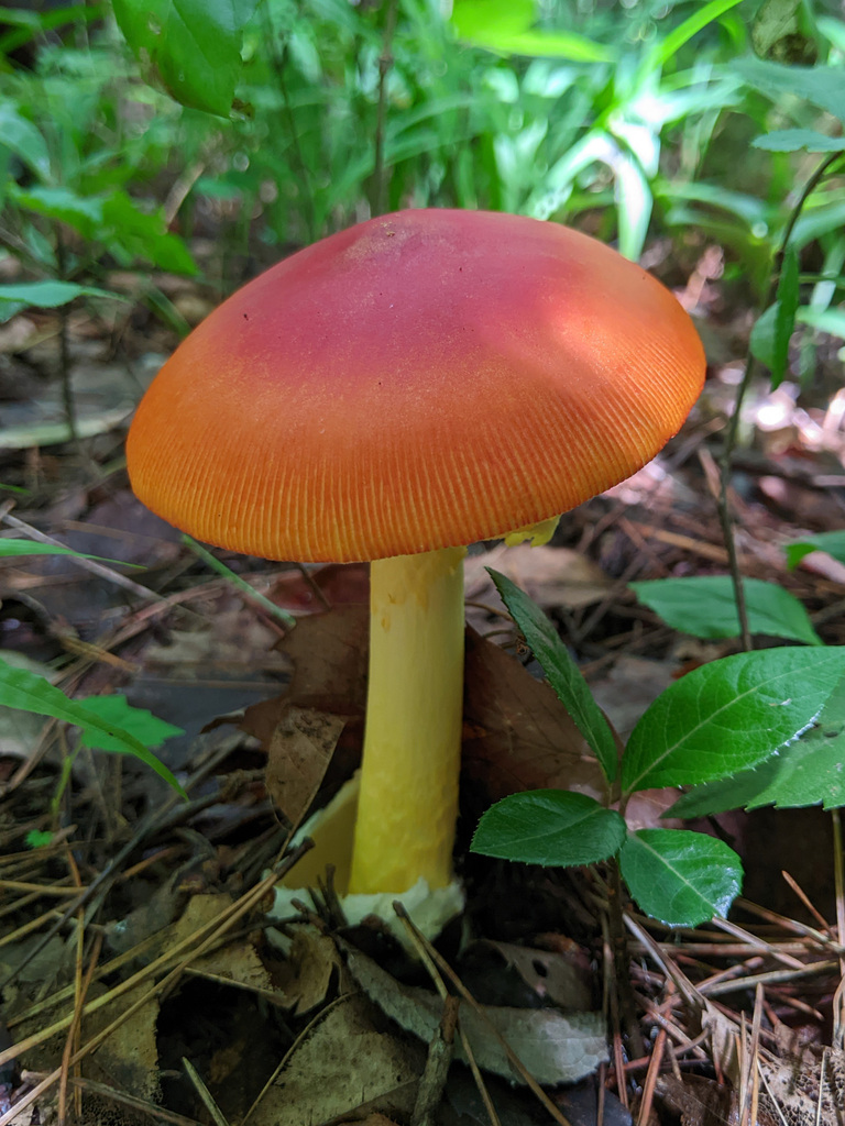 Amanita caesareoides · July 2023 · photo: © timur_kalininsky (iNaturalist, cc-by)