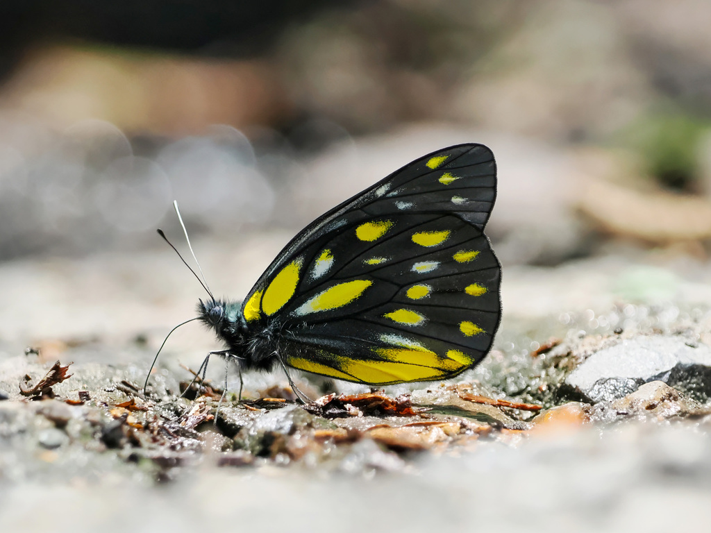 Pale Jezebel
