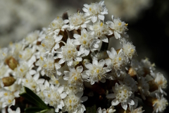 Ozothamnus thyrsoideus