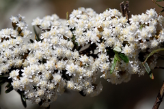 Ozothamnus thyrsoideus