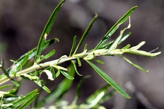 Ozothamnus thyrsoideus