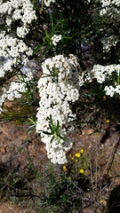 Ozothamnus thyrsoideus