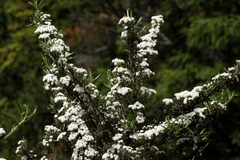 Ozothamnus thyrsoideus