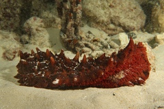 Stichopus
