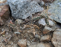 Cylindropuntia waltoniorum