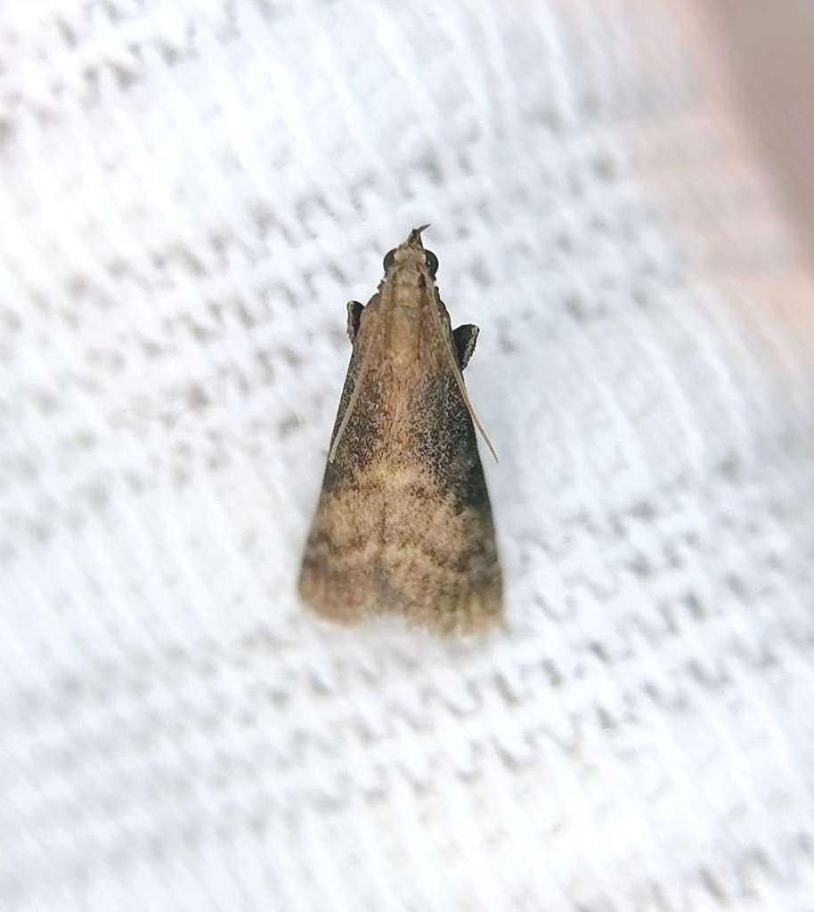 Euzophera fuliginosella